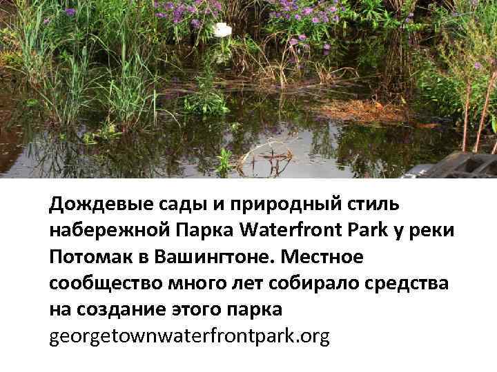 Дождевые сады и природный стиль набережной Парка Waterfront Park у реки Потомак в Вашингтоне.