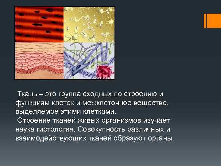 Строение живой ткани. Ткани человека презентация. Ткани живых организмов. Клетка и ткани презентация.