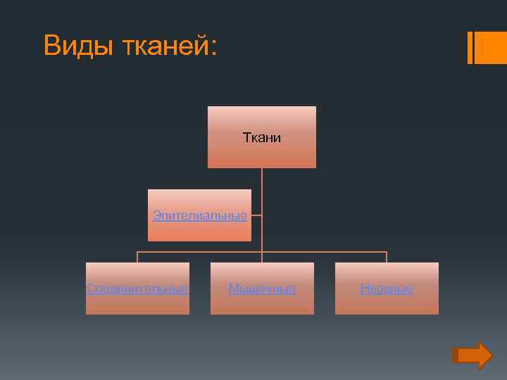 Виды тканей: Ткани Эпителиальные Соединительные Мышечные Нервные 