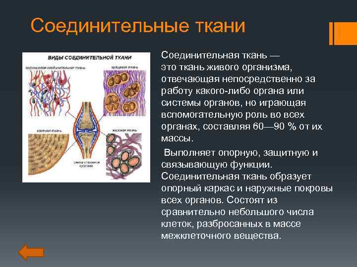 Типы соединительной ткани. Соединительная ткань. Соединительная ткань то. Что образует соединительная ткань.