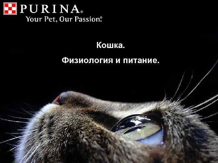 Кошка. Физиология и питание. 