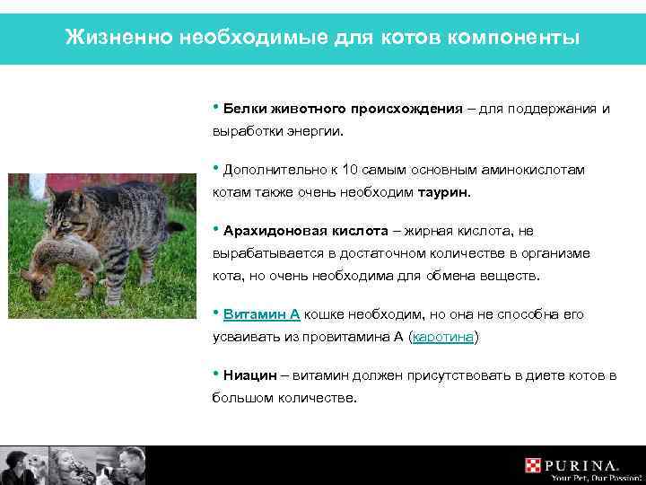 Жизненно необходимые для котов компоненты • Белки животного происхождения – для поддержания и выработки