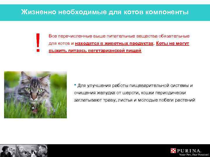 Жизненно необходимые для котов компоненты ! Все перечисленные выше питательные вещества обязательные для котов