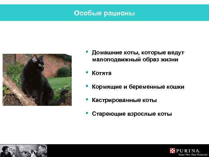 Особые рационы • Домашние коты, которые ведут малоподвижный образ жизни • Котята • Кормящие