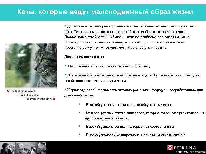 Коты, которые ведут малоподвижный образ жизни • Домашние коты, как правило, менее активны и
