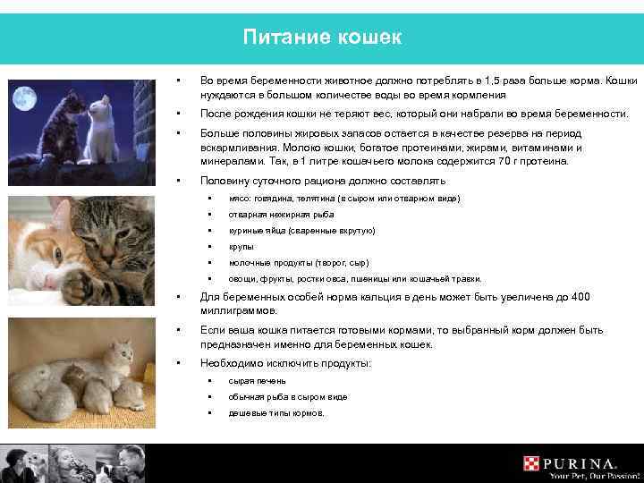 Питание кошек • Во время беременности животное должно потреблять в 1, 5 раза больше