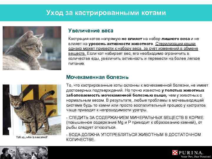 Уход за кастрированными котами Увеличение веса Кастрация котов напрямую не влияет на набор лишнего