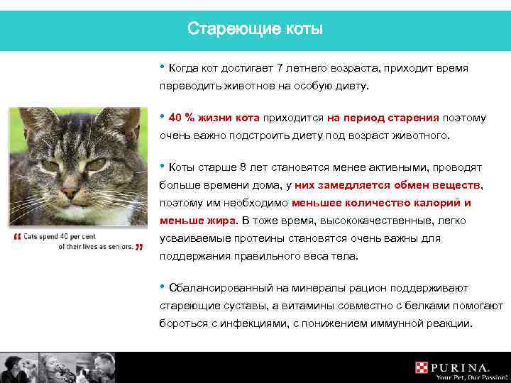 Стареющие коты • Когда кот достигает 7 летнего возраста, приходит время переводить животное на