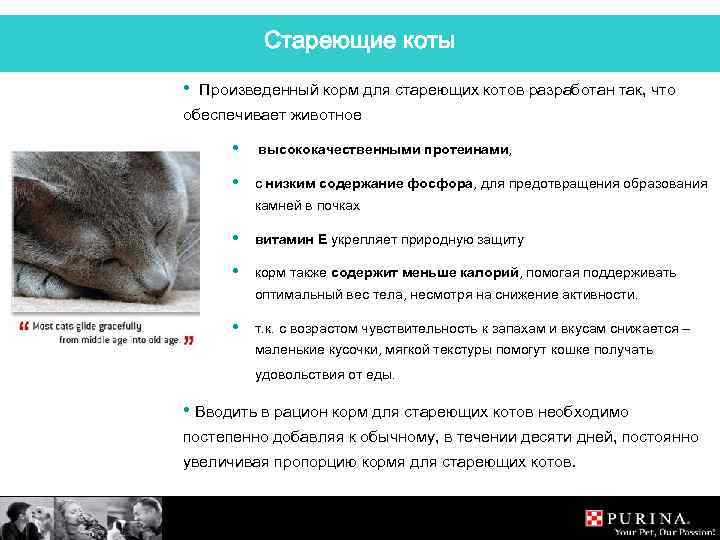 Стареющие коты • Произведенный корм для стареющих котов разработан так, что обеспечивает животное •