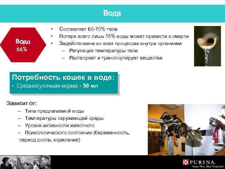 Вода 66% • • • Составляет 60 -70% тела Потеря всего лишь 15% воды