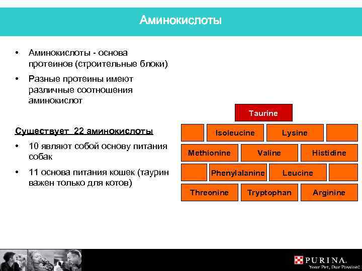 Аминокислоты • Аминокислоты - основа протеинов (строительные блоки) • Разные протеины имеют различные соотношения