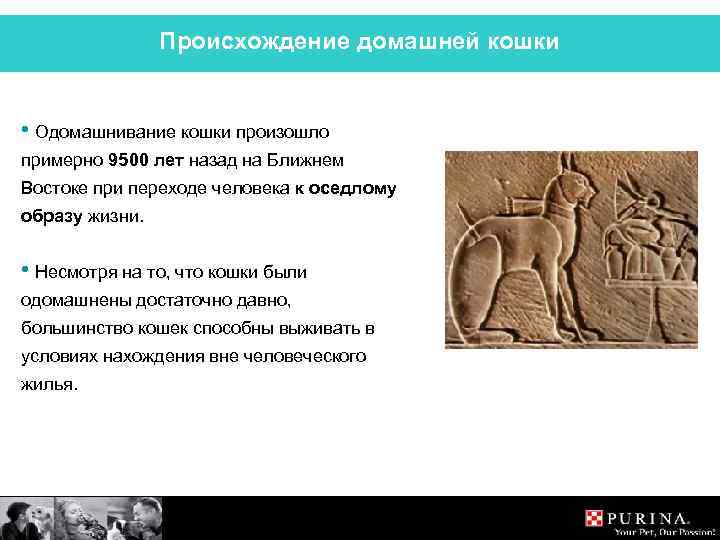 Происхождение домашней кошки • Одомашнивание кошки произошло примерно 9500 лет назад на Ближнем Востоке