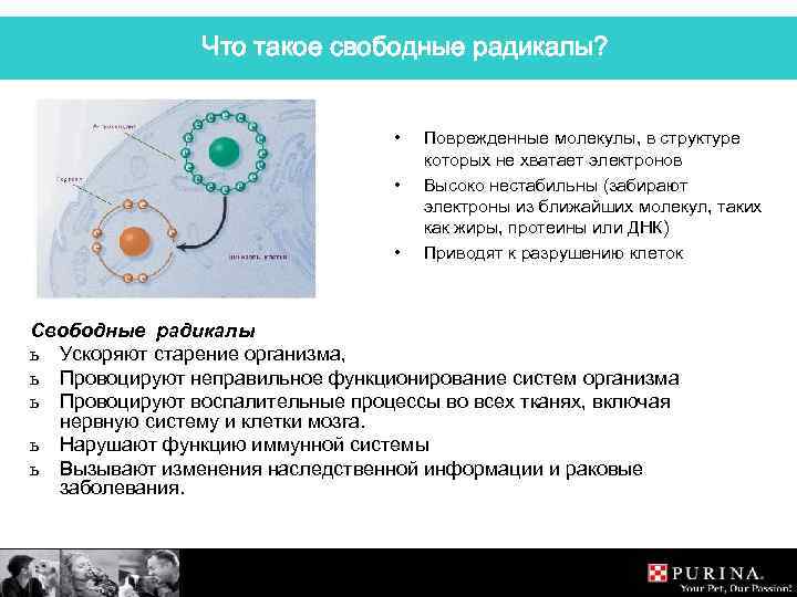 Что такое свободные радикалы? • • • Поврежденные молекулы, в структуре которых не хватает