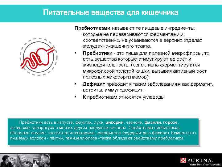 Питательные вещества для кишечника Пребиотиками называют те пищевые ингредиенты, которые не перевариваются ферментами и,