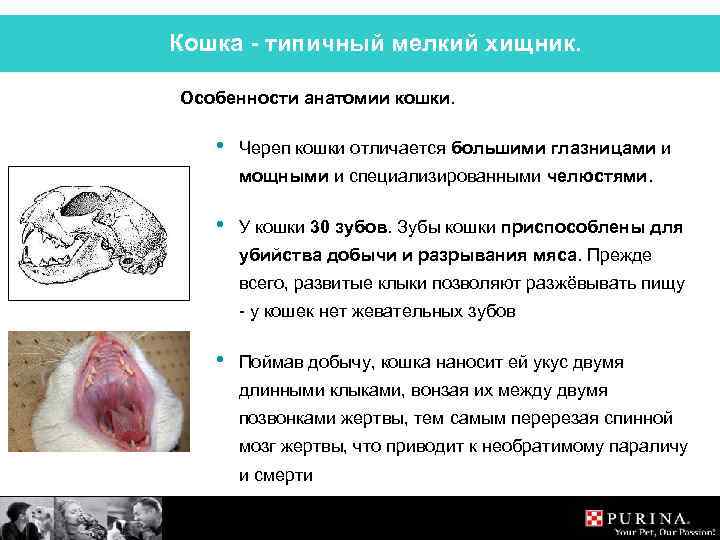 Кошка - типичный мелкий хищник. Особенности анатомии кошки. • Череп кошки отличается большими глазницами