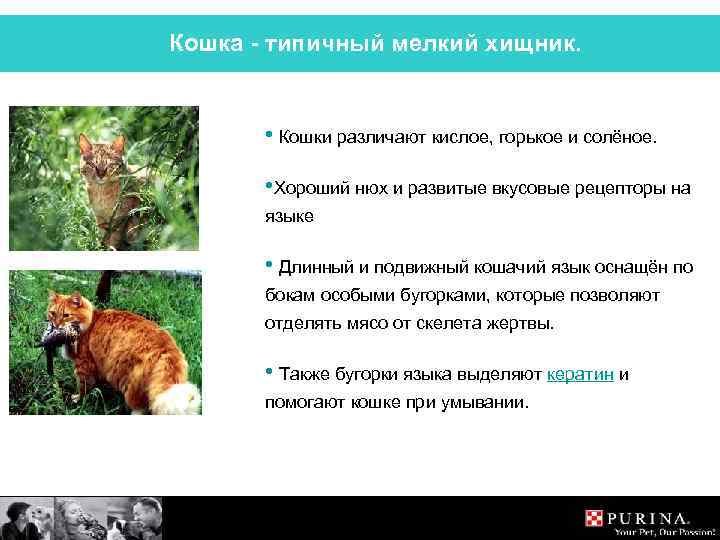 Кошка - типичный мелкий хищник. • Кошки различают кислое, горькое и солёное. • Хороший