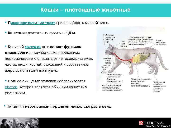 Типы пищеварения у животных