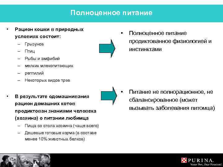 Полноценное питание • Рацион кошки в природных условиях состоит: • – Грызунов – Птиц