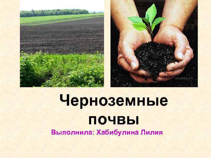 Черноземные почвы Выполнила: Хабибулина Лилия 