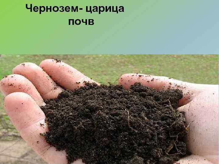 Чернозем- царица почв 