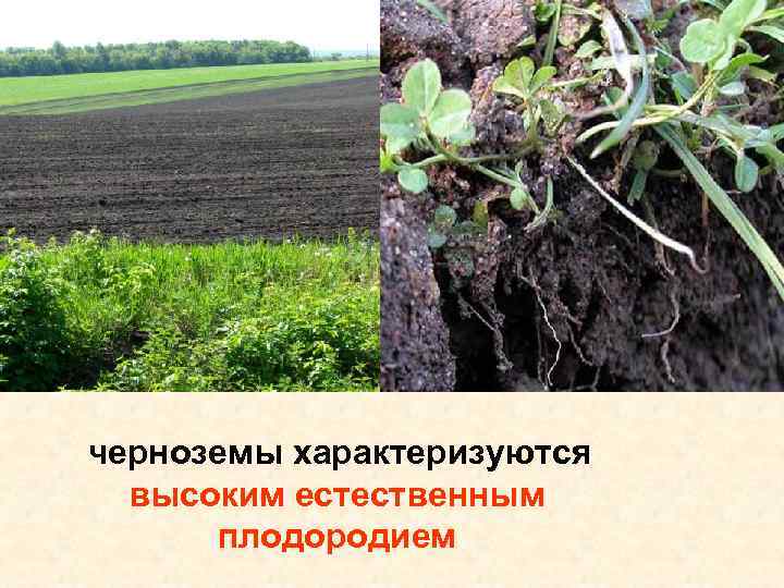 черноземы характеризуются высоким естественным плодородием 