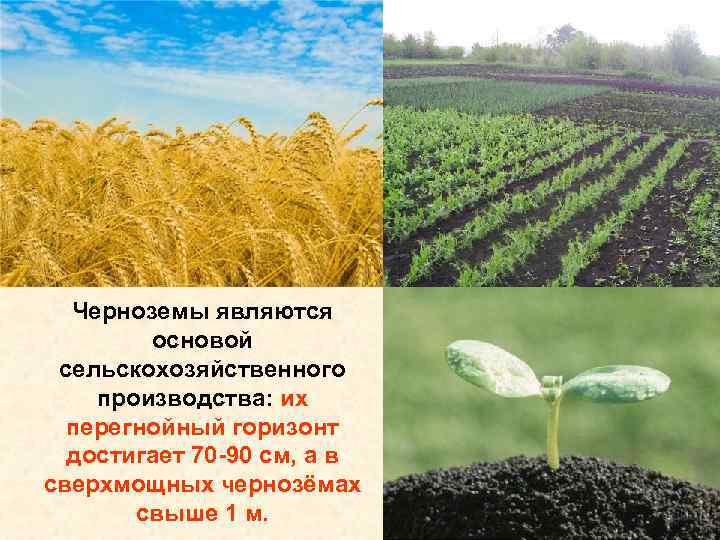 Черноземы являются основой сельскохозяйственного производства: их перегнойный горизонт достигает 70 -90 см, а в