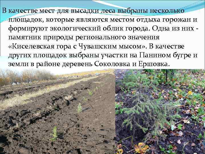 В качестве мест для высадки леса выбраны несколько площадок, которые являются местом отдыха горожан
