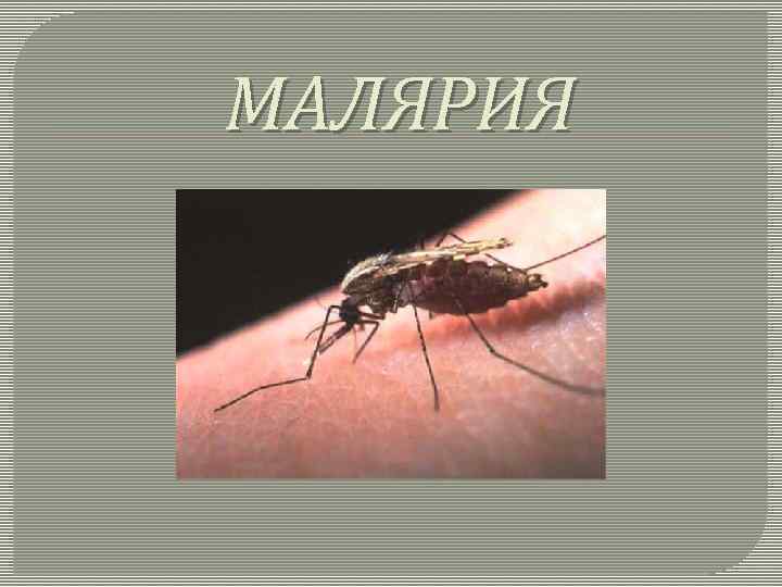 История малярии. Возбудитель малярии в Комаре. Презентация на тему малярия.