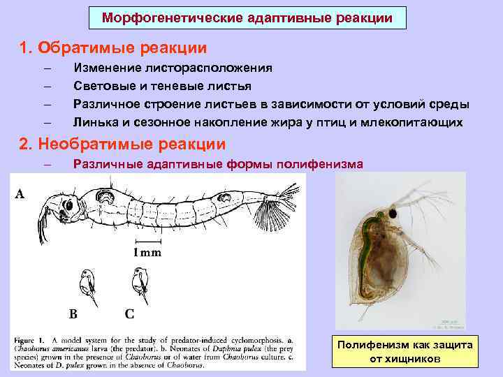 Морфогенетические адаптивные реакции 1. Обратимые реакции – – Изменение листорасположения Световые и теневые листья
