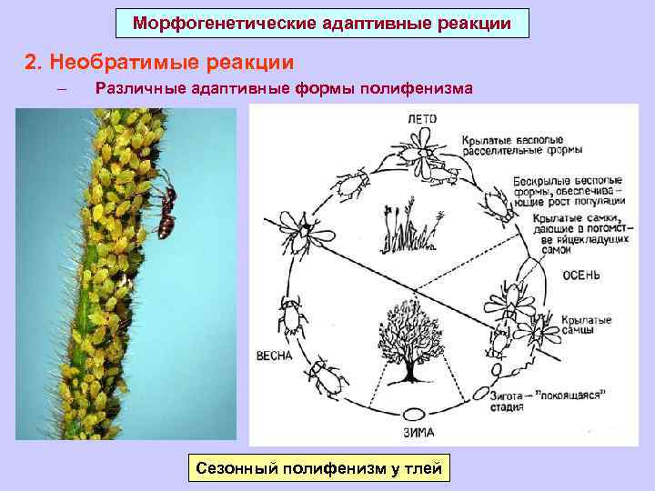 Морфогенетические адаптивные реакции 2. Необратимые реакции – Различные адаптивные формы полифенизма Сезонный полифенизм у