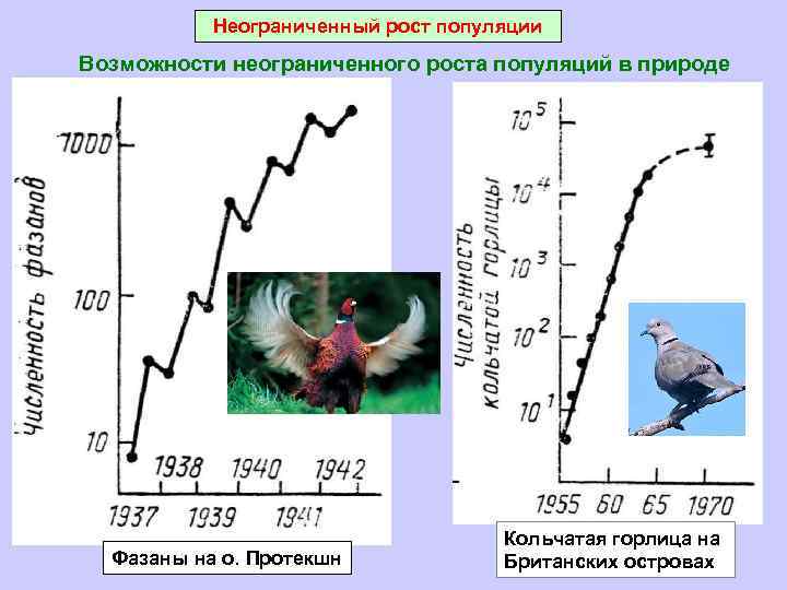 Неограниченный рост популяции Возможности неограниченного роста популяций в природе Фазаны на о. Протекшн Кольчатая