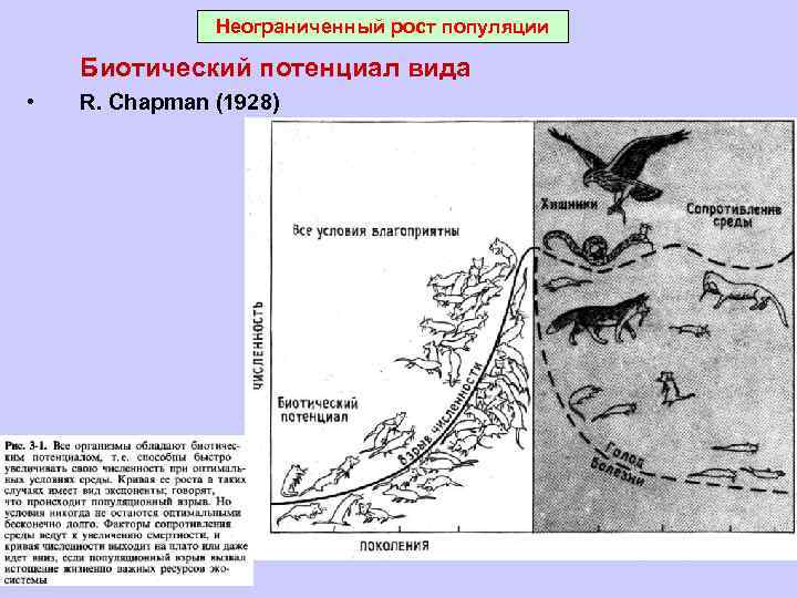 Неограниченный рост популяции Биотический потенциал вида • R. Chapman (1928) 