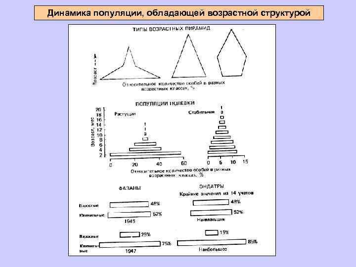 Динамика популяции, обладающей возрастной структурой 