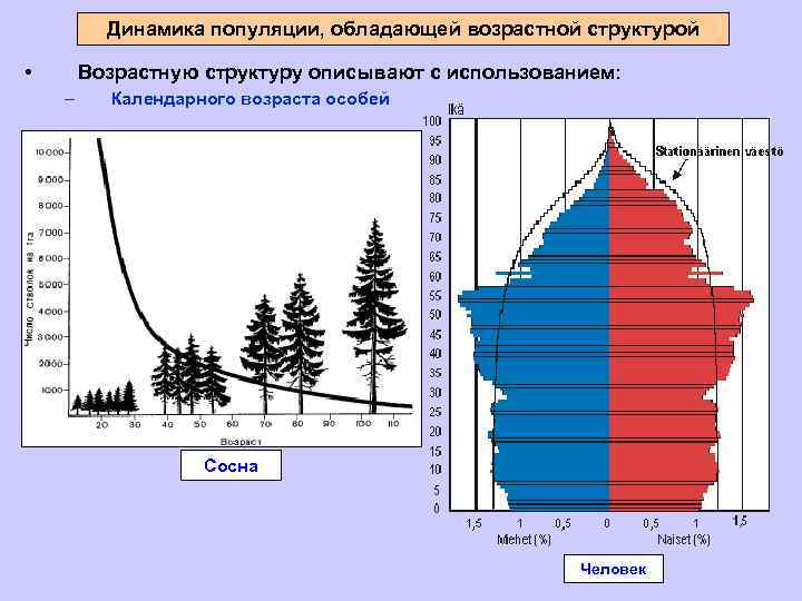 Динамика популяции, обладающей возрастной структурой • Возрастную структуру описывают с использованием: – Календарного возраста