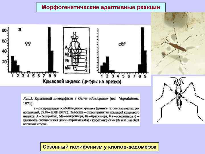 Морфогенетические адаптивные реакции Сезонный полифенизм у клопов-водомерок 