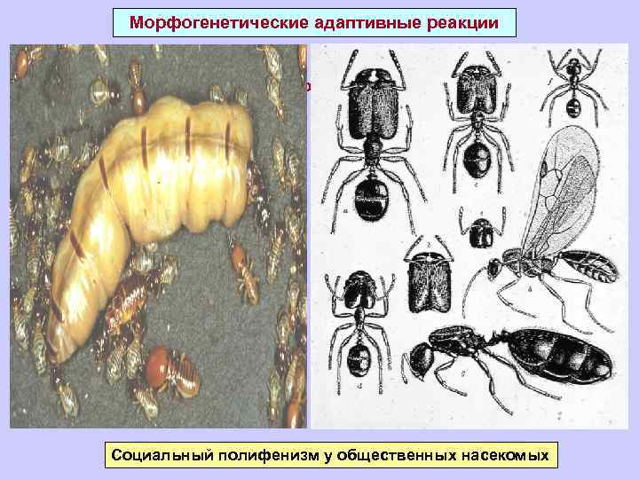 Морфогенетические адаптивные реакции 2. Необратимые реакции – Различные адаптивные формы полифенизма Социальный полифенизм у