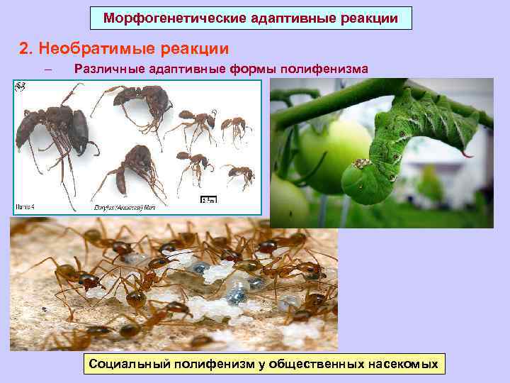 Морфогенетические адаптивные реакции 2. Необратимые реакции – Различные адаптивные формы полифенизма Социальный полифенизм у