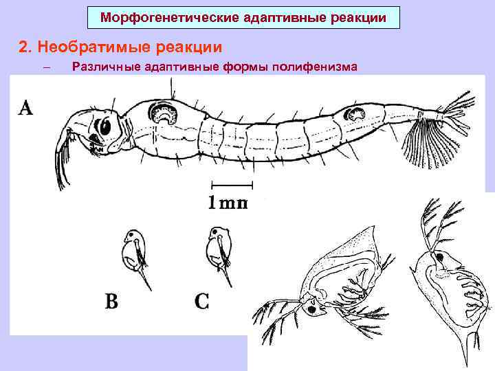 Морфогенетические адаптивные реакции 2. Необратимые реакции – Различные адаптивные формы полифенизма 