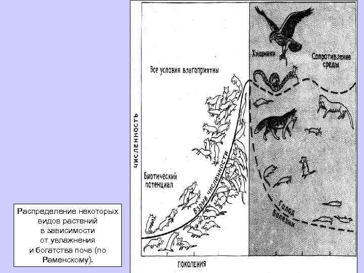 Распределение некоторых видов растений в зависимости от увлажнения и богатства почв (по Раменскому). 
