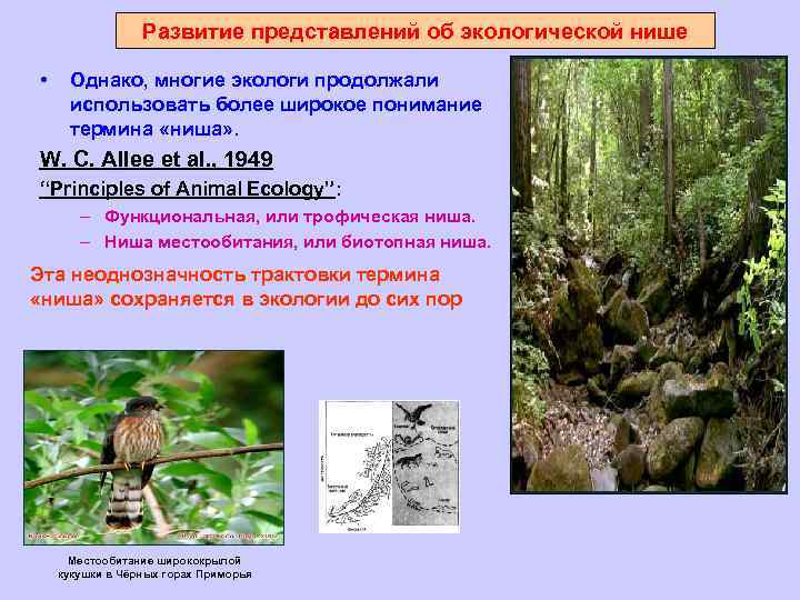 Развитие представлений об экологической нише • Однако, многие экологи продолжали использовать более широкое понимание