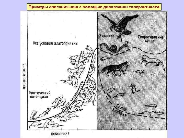 Примеры описания ниш с помощью диапазонов толерантности 