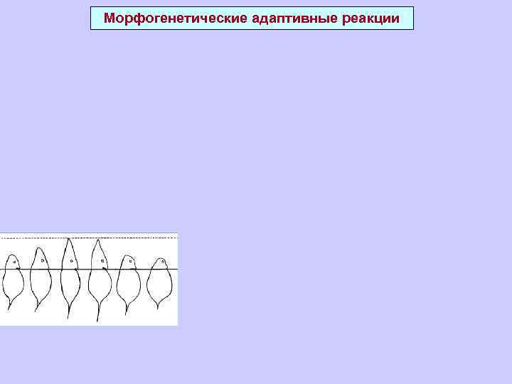 Морфогенетические адаптивные реакции 