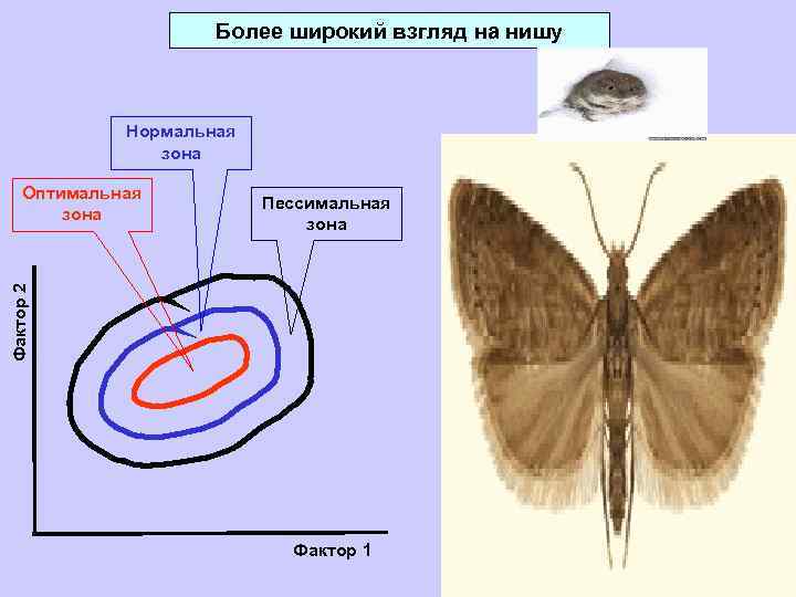 Более широкий взгляд на нишу Нормальная зона Пессимальная зона Фактор 2 Оптимальная зона Фактор