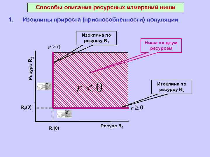 Способы описания ресурсных измерений ниши Изоклины прироста (приспособленности) популяции Изоклина по ресурсу R 1