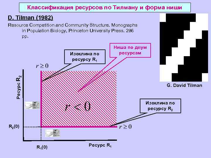 Два ресурса. Типы ресурсов по Тилману. Классификация ресурсов по Тилману. Графическая модель Тилмана. Модель с 2 ресурсами изоклина.