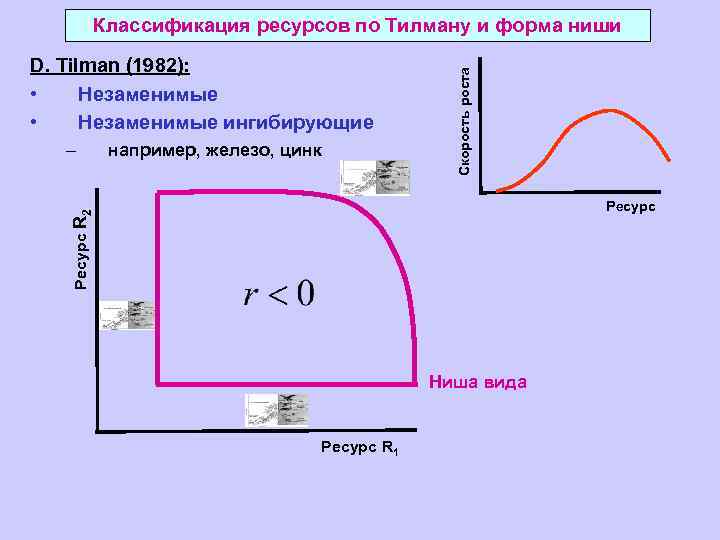 D. Tilman (1982): • Незаменимые ингибирующие например, железо, цинк Ресурс R 2 – Скорость