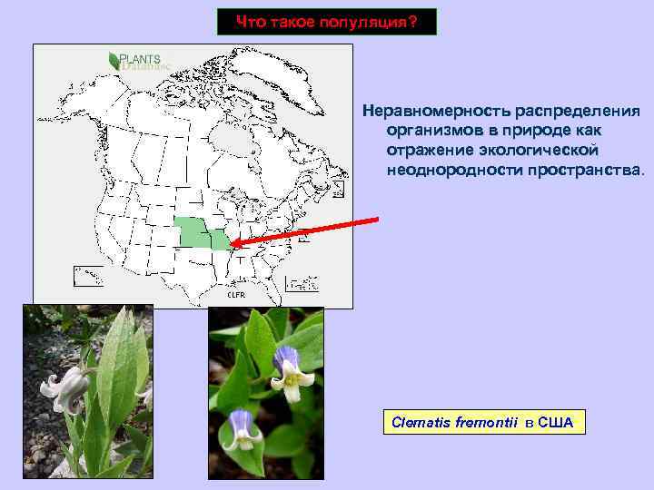 Что такое популяция? Неравномерность распределения организмов в природе как отражение экологической неоднородности пространства Clematis