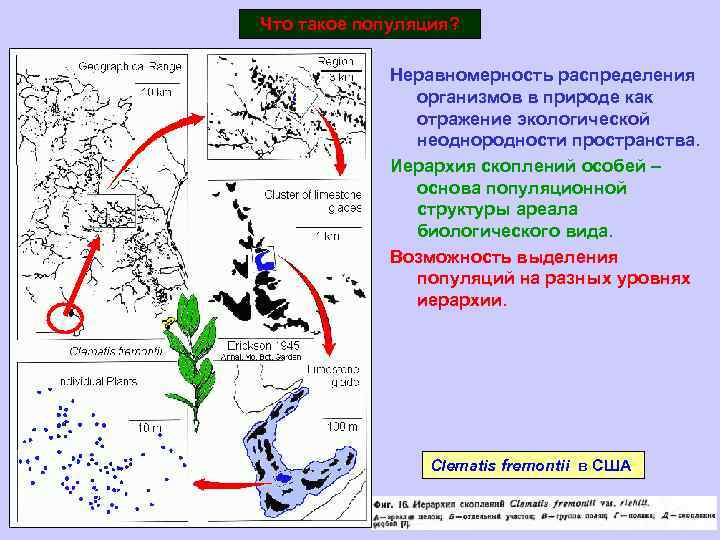 Что такое популяция? Неравномерность распределения организмов в природе как отражение экологической неоднородности пространства. Иерархия