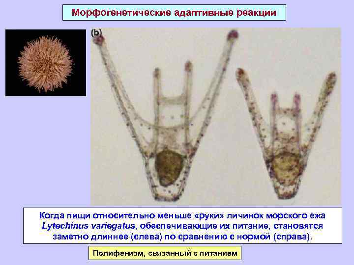 Морфогенетические адаптивные реакции Когда пищи относительно меньше «руки» личинок морского ежа Lytechinus variegatus, обеспечивающие