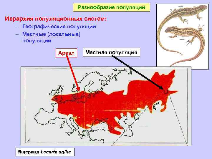 Разнообразие популяций Иерархия популяционных систем: – Географические популяции – Местные (локальные) популяции Ареал Ящерица